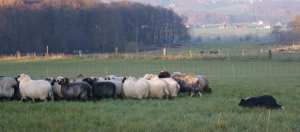 Hueten Cleo 0042011-11-13.jpg